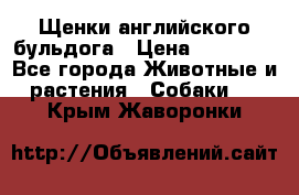 Щенки английского бульдога › Цена ­ 40 000 - Все города Животные и растения » Собаки   . Крым,Жаворонки